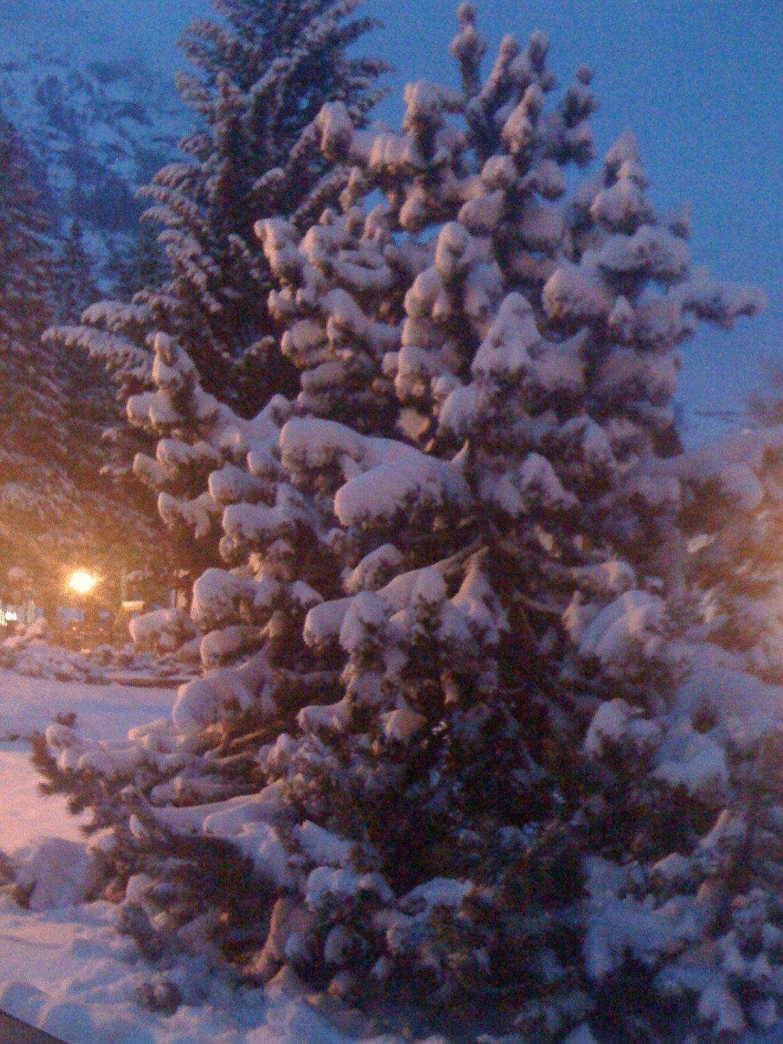 Albergo Alpenrose Ski&Bike Mountain Hotel Gressoney-Saint-Jean Kültér fotó